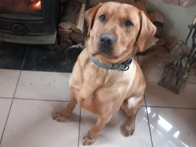 IKC Registered Red Fox Labrador for Stud in Kildare
