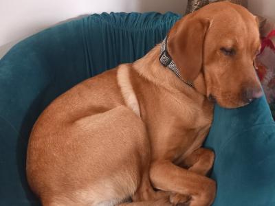 IKC Registered Red Fox Labrador for Stud in Kildare