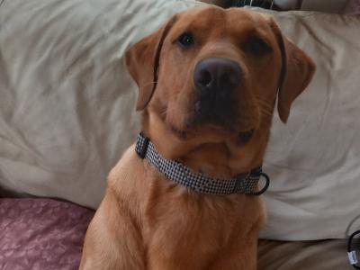 IKC Registered Red Fox Labrador for Stud in Kildare