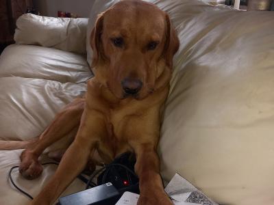 IKC Registered Red Fox Labrador for Stud in Kildare