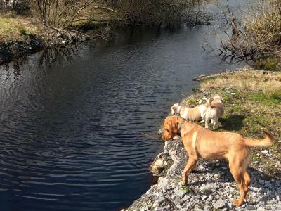 IKC Registered Red Fox Labrador for Stud in Kildare