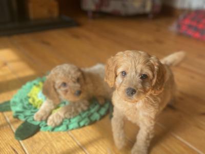 Beautiful Cockapoo puppies in Wexford