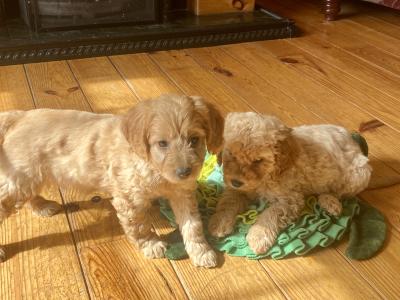 Beautiful Cockapoo puppies in Wexford