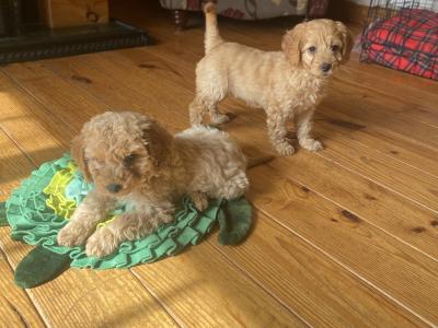 Beautiful Cockapoo puppies in Wexford