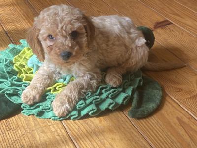 Beautiful Cockapoo puppies in Wexford