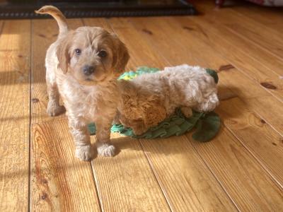 Beautiful Cockapoo puppies in Wexford