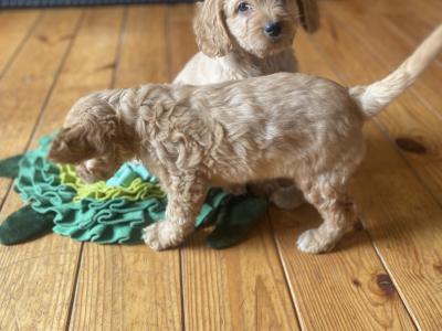 Beautiful Cockapoo puppies in Wexford