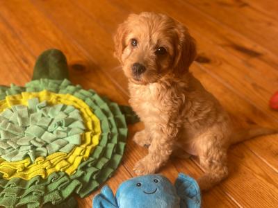 Beautiful Cockapoo puppies in Wexford