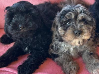 Cavapoo puppies in Meath (MALES ONLY )