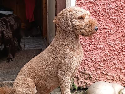 Miniature Poodle for stud in Roscommon