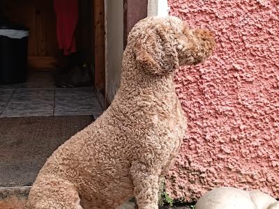 Miniature Poodle for stud in Roscommon
