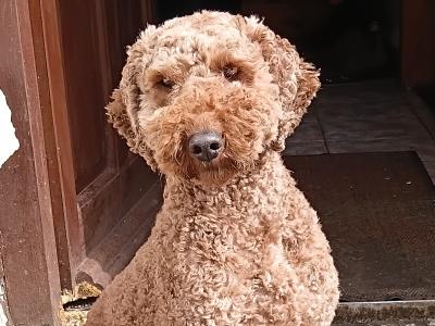 Miniature Poodle for stud in Roscommon