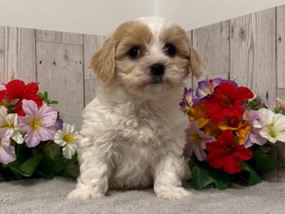 Gorgeous Cavachon puppies for sale in Limerick