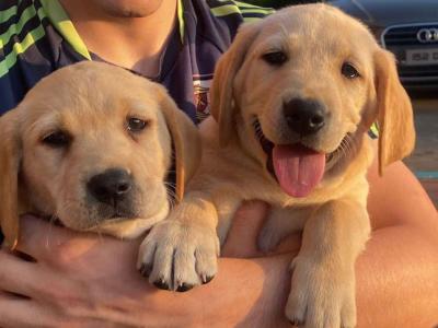 Beautiful Purebred Labrador puppies in Offaly – 1 male & 1 female available   CONTACT  087 624 8345
