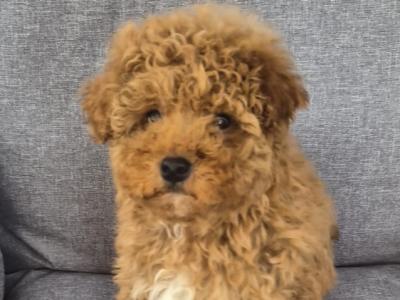 Male Toy Poodle puppy in Sligo