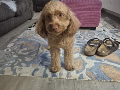 Teddy the Poodle