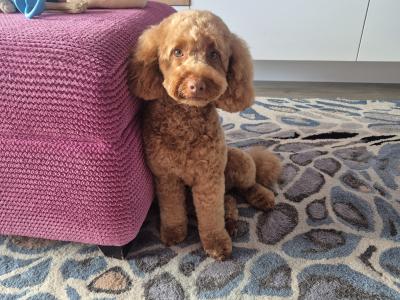 Teddy the Poodle