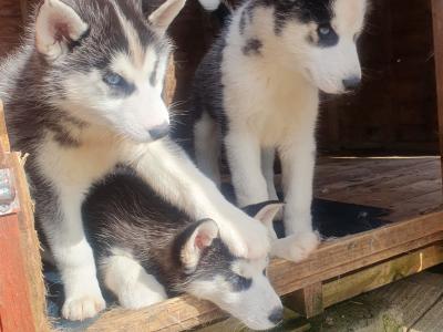 Beautiful purebred Siberian Husky puppies😍 💕 in Wexford