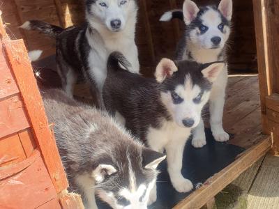 Beautiful purebred Siberian Husky puppies😍 💕 in Wexford