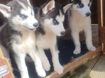 Beautiful purebred Siberian Husky puppies😍 💕 in Wexford