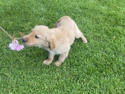 IKC Registered Fox Red Golden Retriever puppies in Carlow