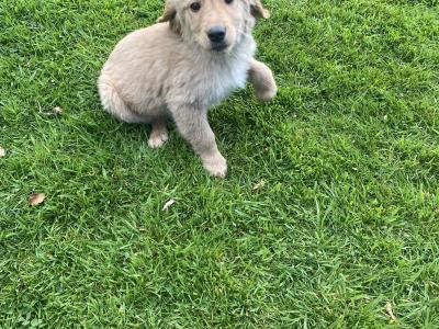 IKC Registered Fox Red Golden Retriever puppies in Carlow