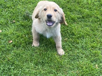 IKC Registered Fox Red Golden Retriever puppies in Carlow