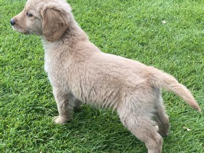IKC Registered Fox Red Golden Retriever puppies in Carlow