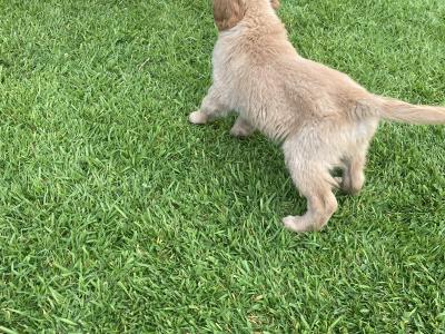 IKC Registered Fox Red Golden Retriever puppies in Carlow