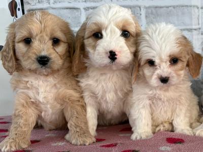 Cavachon puppies in Longford
