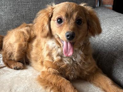 Male Cavapoo puppy 7 months old in Longford