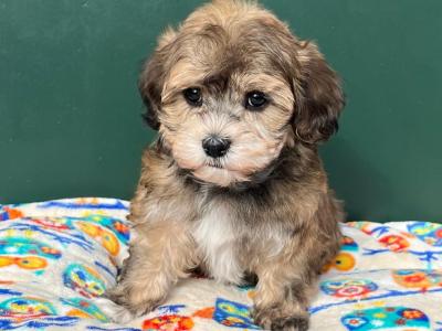Stunning Havanese puppies in Cavan – from Genetically Health-tested Parents 🐾 - in Cavan