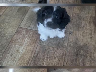 Adorable Cavachon x Bishon Frise puppies in Cork