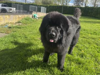 Beautiful IKC Registered Newfoundland for stud
