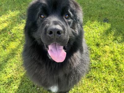 Beautiful IKC Registered Newfoundland for stud