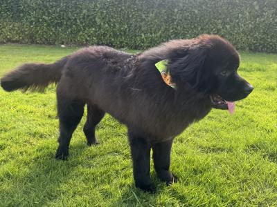 Beautiful IKC Registered Newfoundland for stud