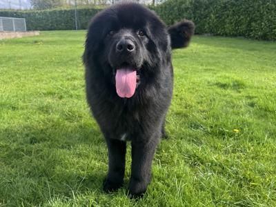Beautiful IKC Registered Newfoundland for stud