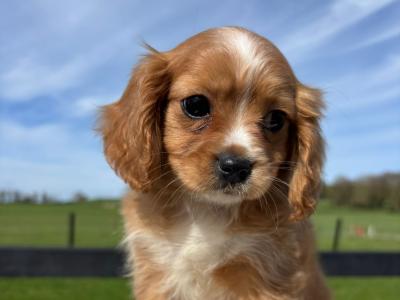 Lovely Cavachon puppies available in Limerick
