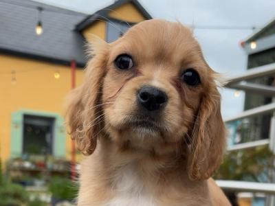Lovely Cavachon puppies available in Limerick