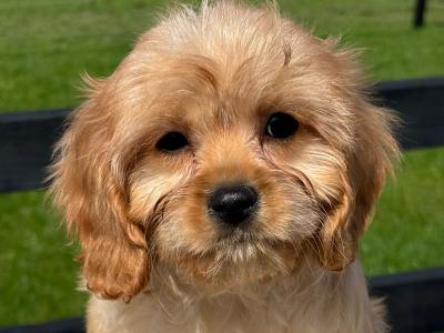 Lovely Cavachon puppies available in Limerick