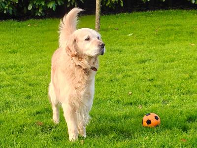 Handsome and Affectionate IKC Registered male Golden Retriever 5.5 years old in Galway