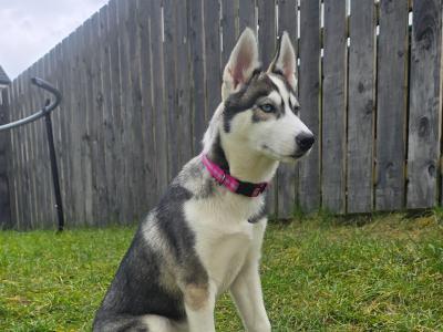 🐺 IKC Registered female Siberian Husky puppy 17 weeks old in Monaghan