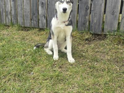 🐺 IKC Registered female Siberian Husky puppy 17 weeks old in Monaghan