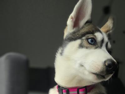 🐺 IKC Registered female Siberian Husky puppy 17 weeks old in Monaghan