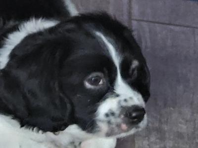 Adorable Cavachon x Bishon Frise puppies in Cork