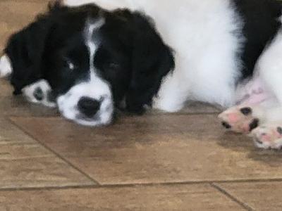 Adorable Cavachon x Bishon Frise puppies in Cork