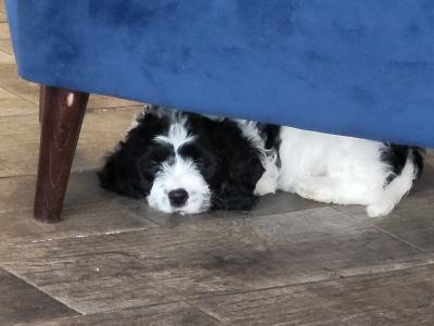 Adorable Cavachon x Bishon Frise puppies in Cork