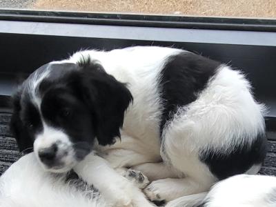 Adorable Cavachon x Bishon Frise puppies in Cork