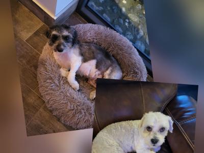 Adorable Cavachon x Bishon Frise puppies in Cork