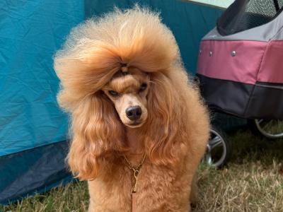 Minature Poodle for stud🧡